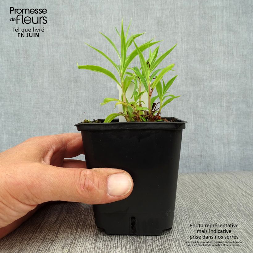 Esemplare di Penstemon Schoenholzeri Vasetto da 8/9 cm consegnato in estate