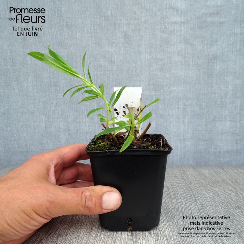 Esemplare di Penstemon White Bedder Vasetto da 8/9 cm consegnato in estate