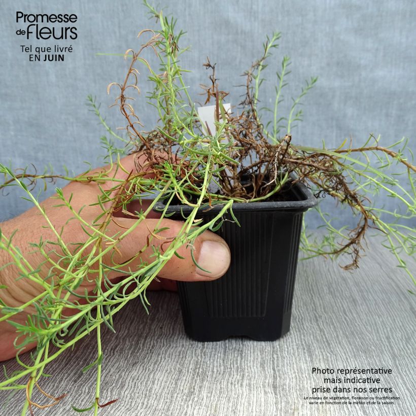 Esemplare di Penstemon pinifolius Mersea Yellow Vasetto da 8/9 cm consegnato in estate