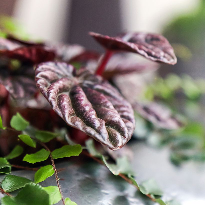 Peperomia caperata Montevideo (Fogliame)