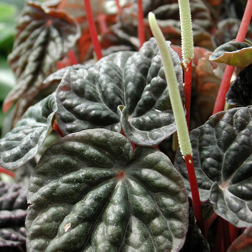 Peperomia caperata Montevideo (Fioritura)