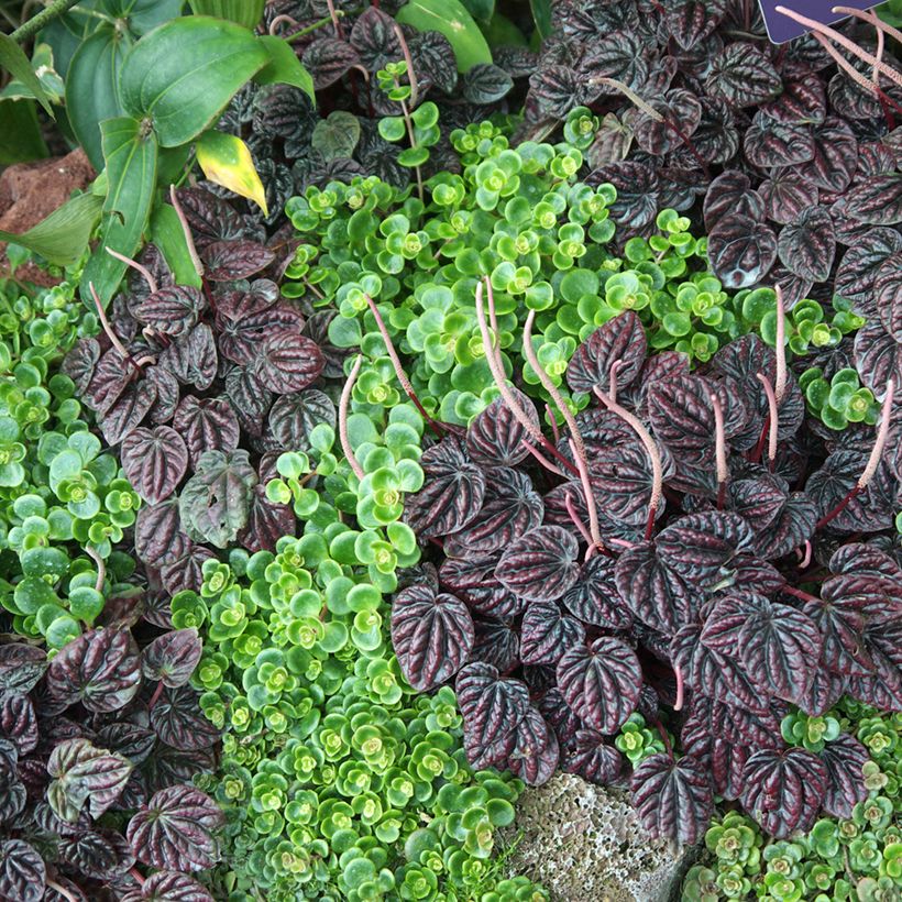 Peperomia caperata Montevideo (Porto)