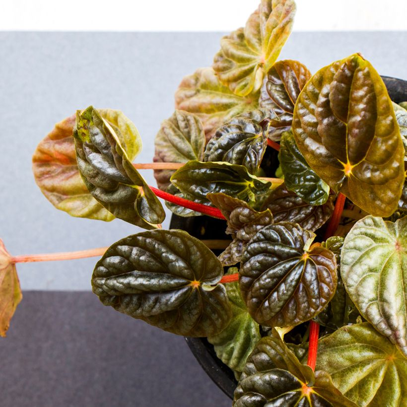 Peperomia caperata Quito (Fogliame)