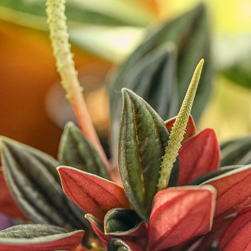 Peperomia caperata Rosso (Fioritura)