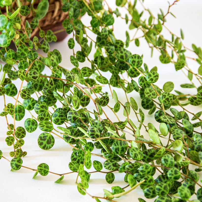 Peperomia prostrata (Fogliame)