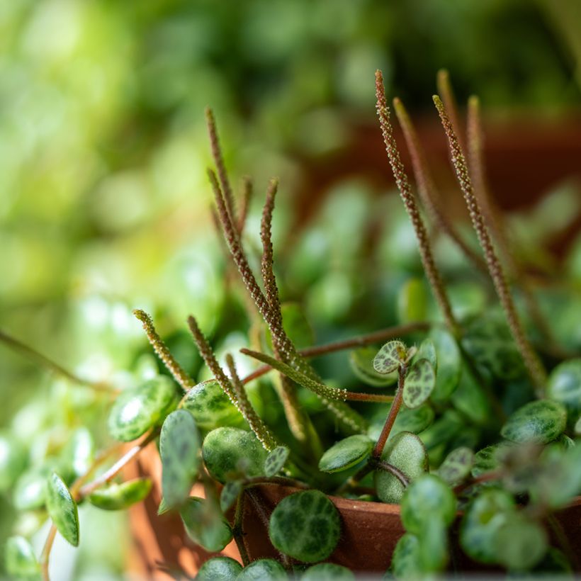 Peperomia prostrata (Fioritura)