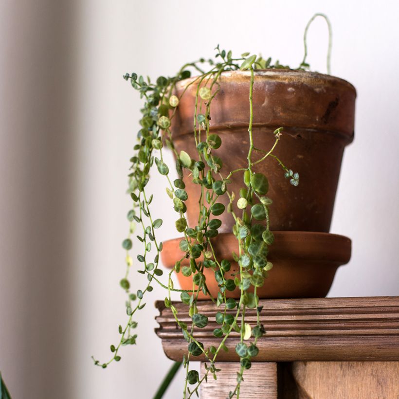 Peperomia prostrata (Porto)