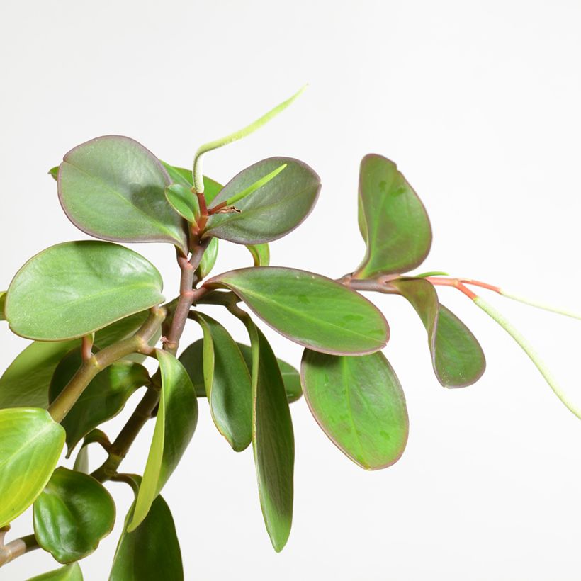 Peperomia obtusifolia Green (Fioritura)