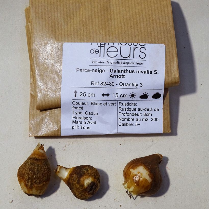 Esempio di esemplare Galanthus nivalis S. Arnott - Bucaneve Bulbo taglia 5+ come consegnato