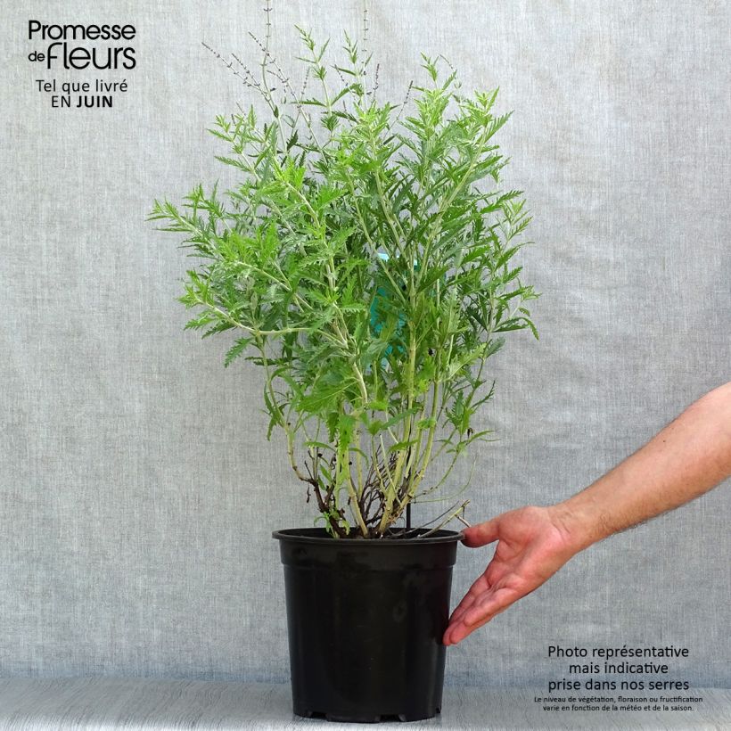 Esemplare di Perovskia atriplicifolia Blue Spire - Salvia russa Vaso da 4L/5L consegnato in estate