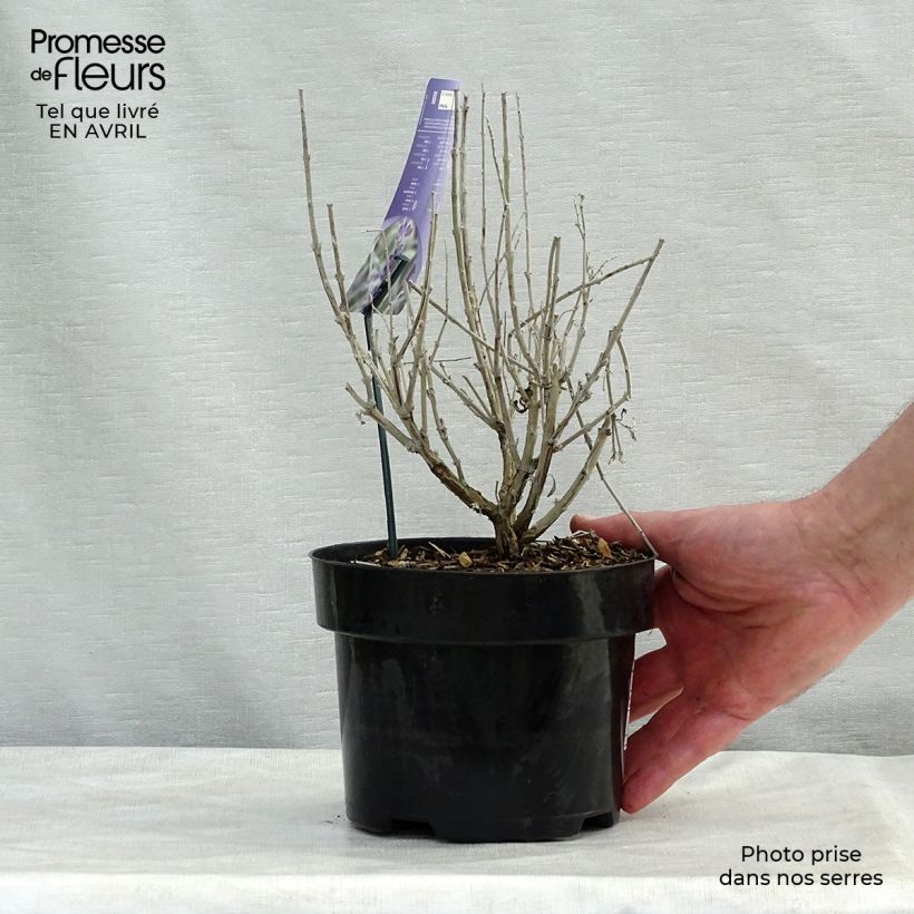 Perovskia atriplicifolia Silvery Blue - Salvia russa Vaso da 4L/5LAltezza consegnata circa 20/+cm esemplare consegnato in primavera