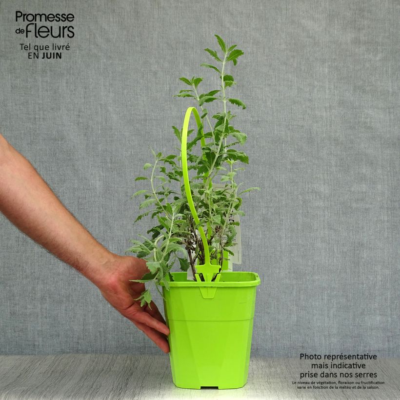 Esemplare di Perovskia atriplicifolia Silvery Blue - Salvia russa Vaso da 3L/4L consegnato in estate