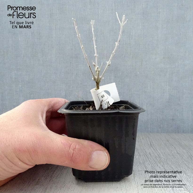 Perovskia atriplicifolia Silvery Blue - Salvia russa Vasetto da 8/9 cm esemplare consegnato in primavera