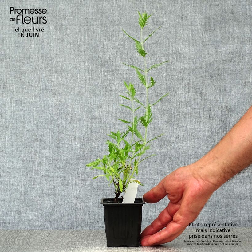 Esemplare di Perovskia atriplicifolia Blue Spire - Salvia russa Vasetto da 8/9 cm consegnato in estate