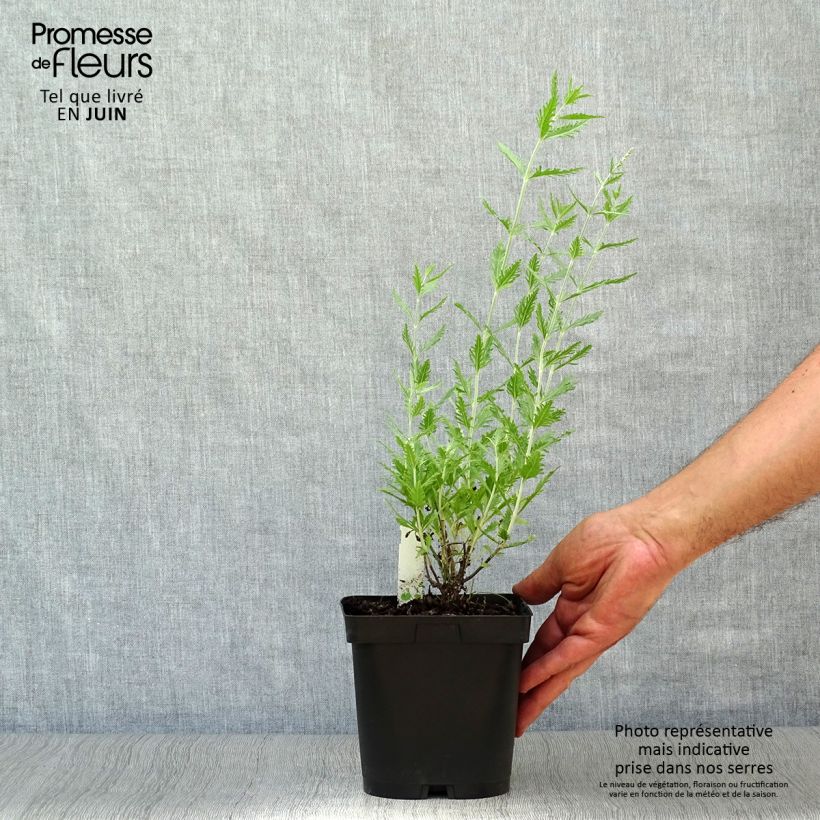 Esemplare di Perovskia atriplicifolia Blue Spire - Salvia russa Vaso da 2L/3L consegnato in estate