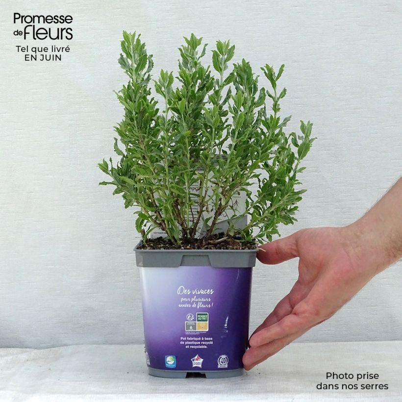 Esemplare di Perovskia atriplicifolia Blue Steel - Salvia russa Vaso da 2L/3L consegnato in estate