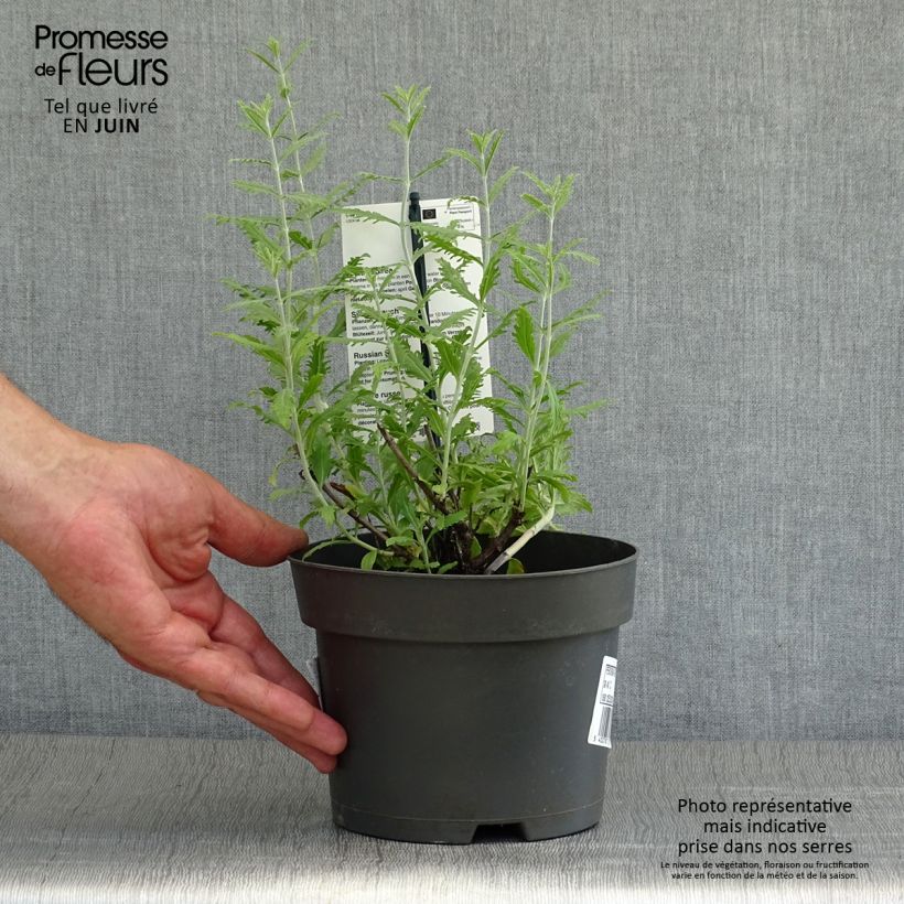 Esemplare di Perovskia atriplicifolia Lacey Blue - Salvia russa Vaso da 2L/3L consegnato in estate