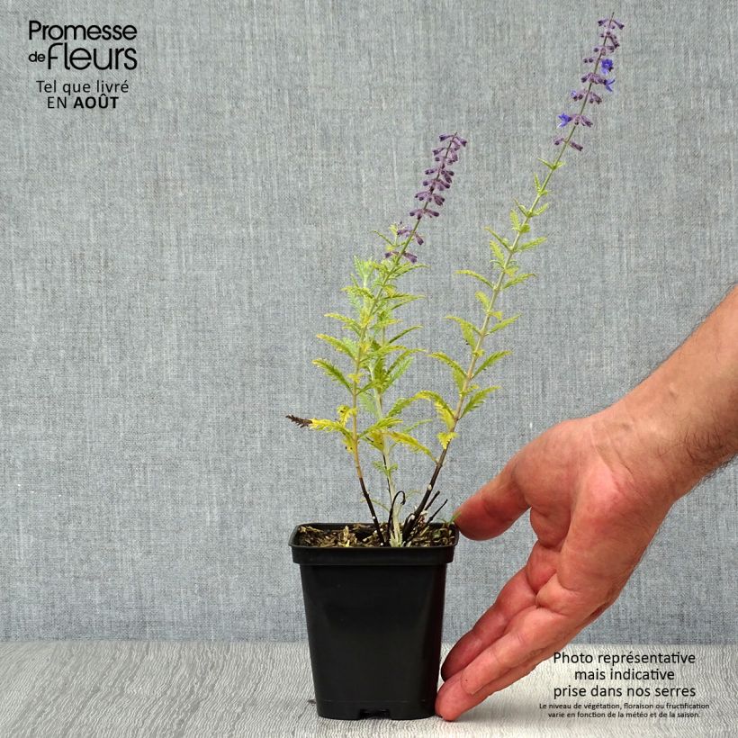 Esemplare di Perovskia atriplicifolia Little Spire - Salvia russa Vasetto da 8/9 cm consegnato in estate