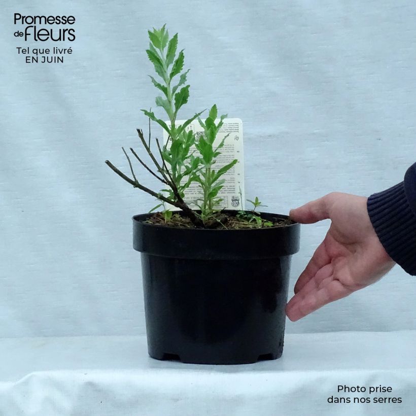 Esemplare di Perovskia atriplicifolia Little Spire - Salvia russa Vaso da 2L/3L consegnato in estate
