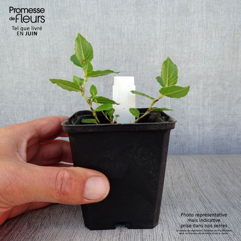 Esemplare di Aconogonon tortuosum var. glabrifolium Vasetto da 8/9 cm consegnato in estate