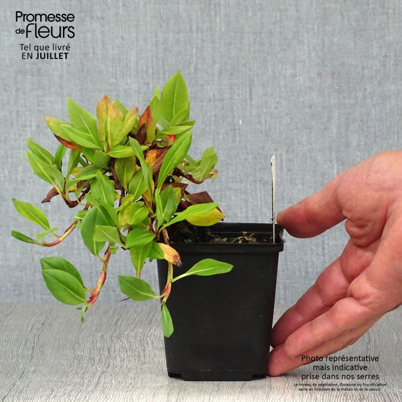 Esemplare di Persicaria affinis Superba Vasetto da 8/9 cm consegnato in estate