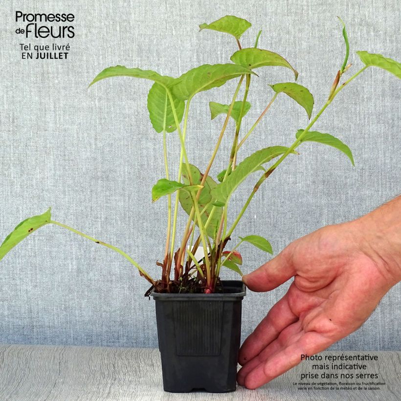 Esemplare di Persicaria amplexicaulis Speciosa Vasetto da 8/9 cm consegnato in estate