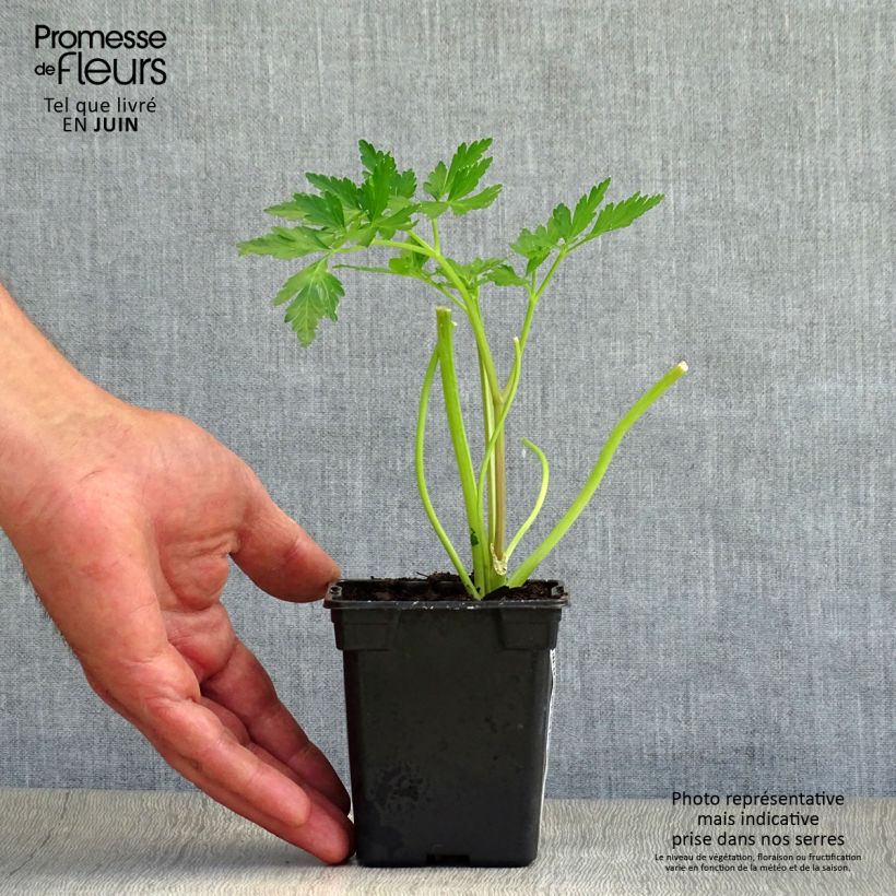 Esemplare di Prezzemolo Gigante d'Italia Bio Vasetto da 8/9 cm consegnato in estate