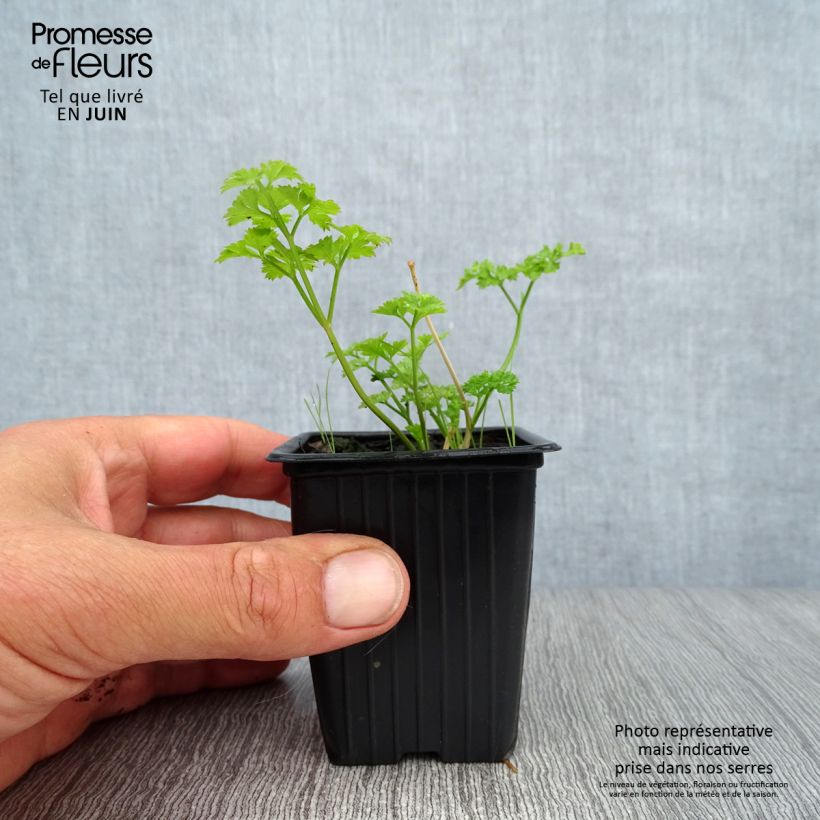 Esemplare di Prezzemolo riccio Verde scuro Bio Vasetto da 8/9 cm consegnato in estate