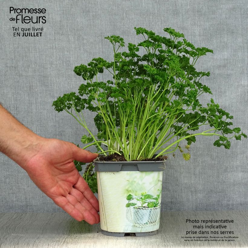 Esemplare di Prezzemolo riccio Verde scuro Bio (piante) Vaso da 2L/3L consegnato in estate