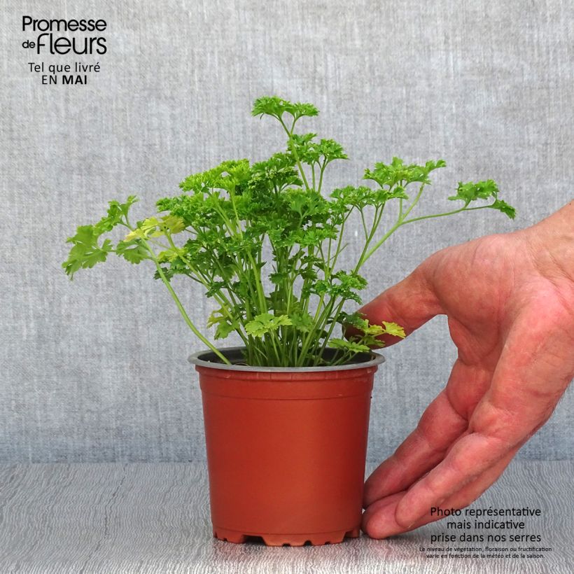 Prezzemolo riccio Verde scuro (piante) Vasetto da 8/9 cm esemplare consegnato in primavera