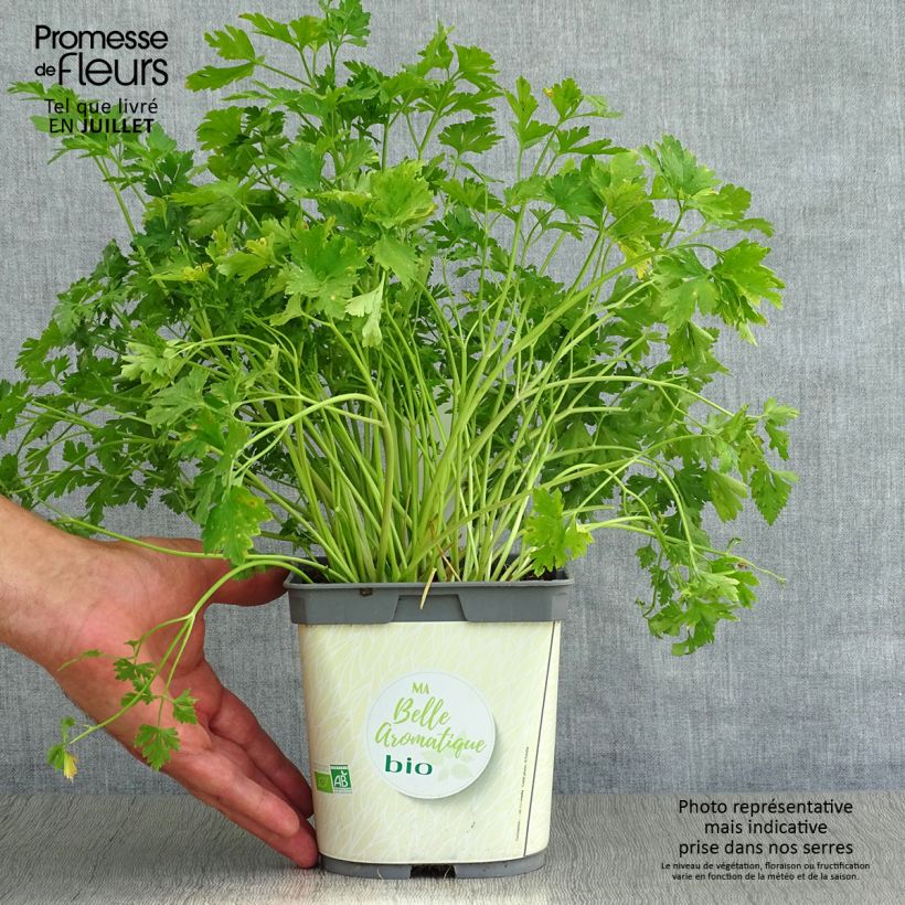 Esemplare di Prezzemolo semplice Gigante d'Italia in vaso da 1L/1.5L BIO consegnato in estate
