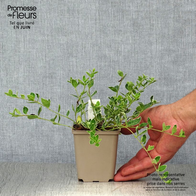Esemplare di Vinca minor Ralph Shugert - Pervinca minore Vasetto da 8/9 cm consegnato in estate