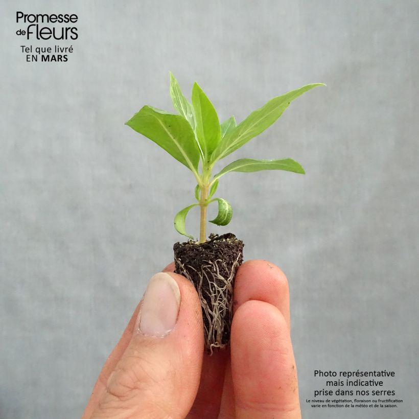 Catharanthus roseus Titan Apricot - Pervinca del Madagascar Mini zolla Ø 1,5/2,5 cm esemplare consegnato in primavera