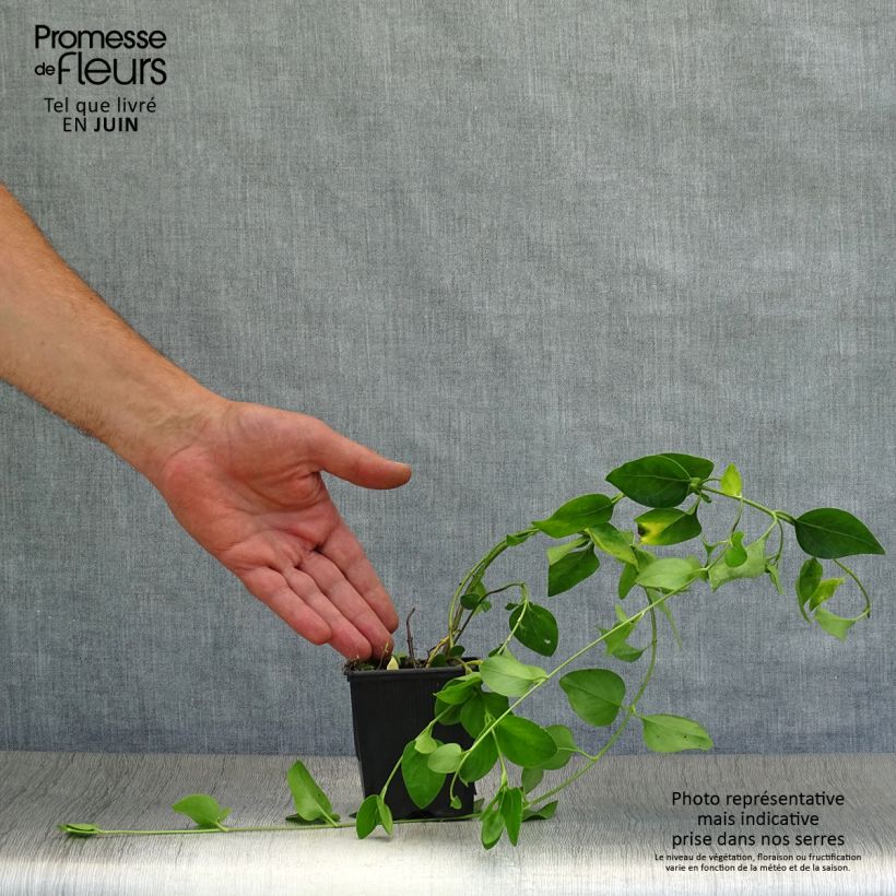 Esemplare di Vinca difformis - Pervinca ovata Vasetto da 8/9 cm consegnato in estate