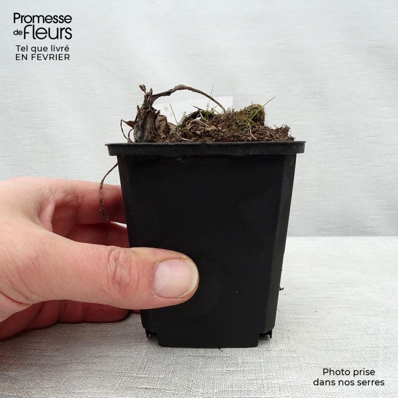 Petasites albus - Farfaraccio bianco Vasetto da 8/9 cm esemplare consegnato in inverno