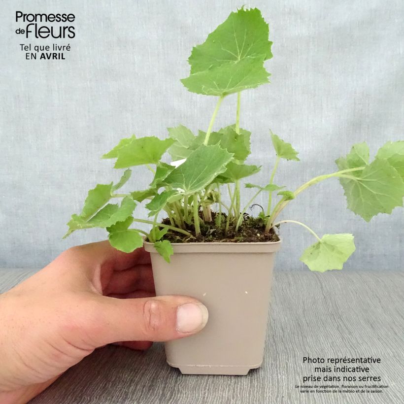 Petasites albus - Farfaraccio bianco Vasetto da 8/9 cm esemplare consegnato in primavera