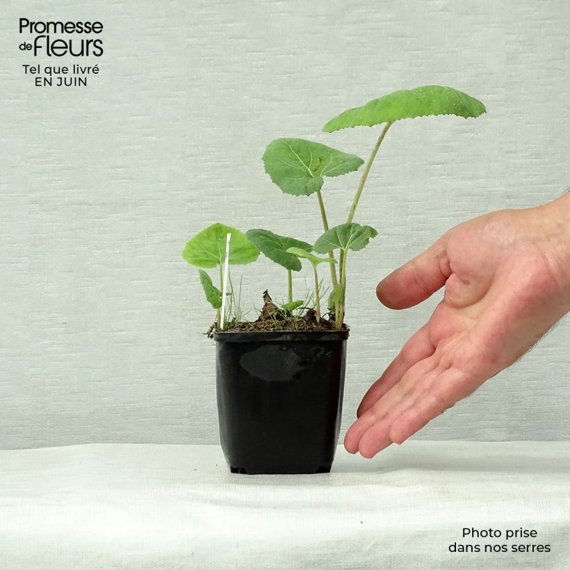 Esemplare di Petasites hybridus - Farfaraccio Vasetto da 8/9 cm consegnato in estate