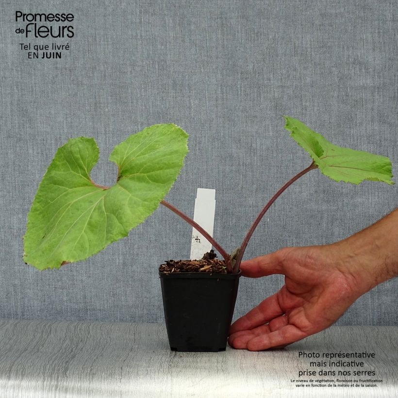 Esemplare di Petasites japonicus Giganteus Vasetto da 8/9 cm consegnato in estate
