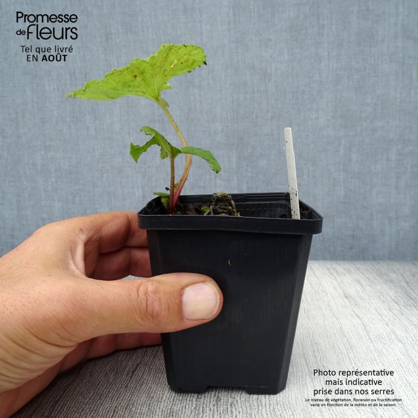 Esemplare di Petasites japonicus variegatus Vasetto da 8/9 cm consegnato in estate