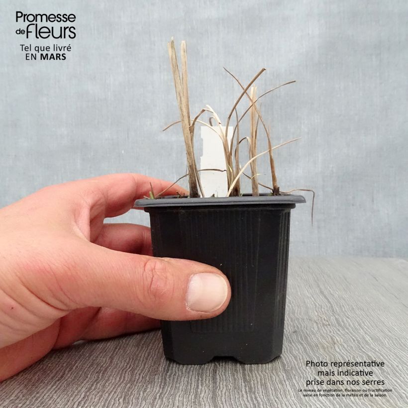Typha minima - Lisca minore Vasetto da 8/9 cm esemplare consegnato in primavera