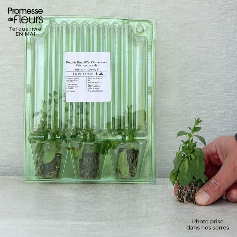 Petchoa BeautiCal Cinnamon mini zolla... esemplare consegnato in primavera