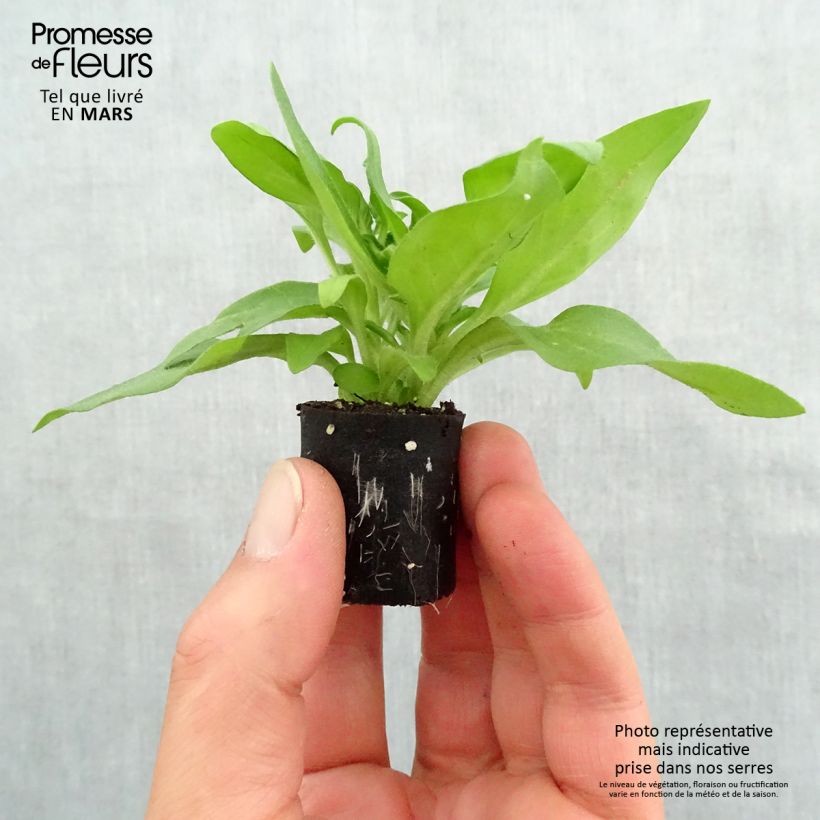 Petunia Black Ray mini zolla... esemplare consegnato in primavera