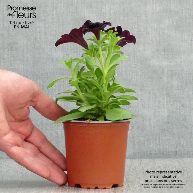 Petunia Black Ray Vasetto da 8/9 cm esemplare consegnato in primavera