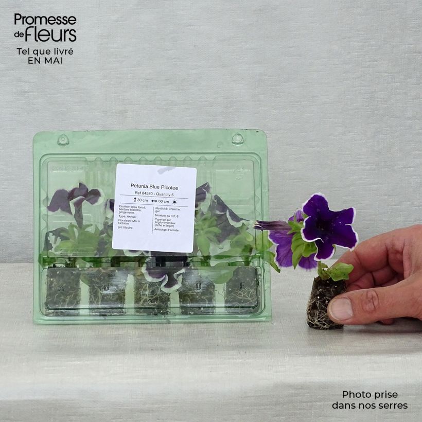 Petunia Picotee Blue Mini zolla Ø 1,5/2,5 cm esemplare consegnato in primavera
