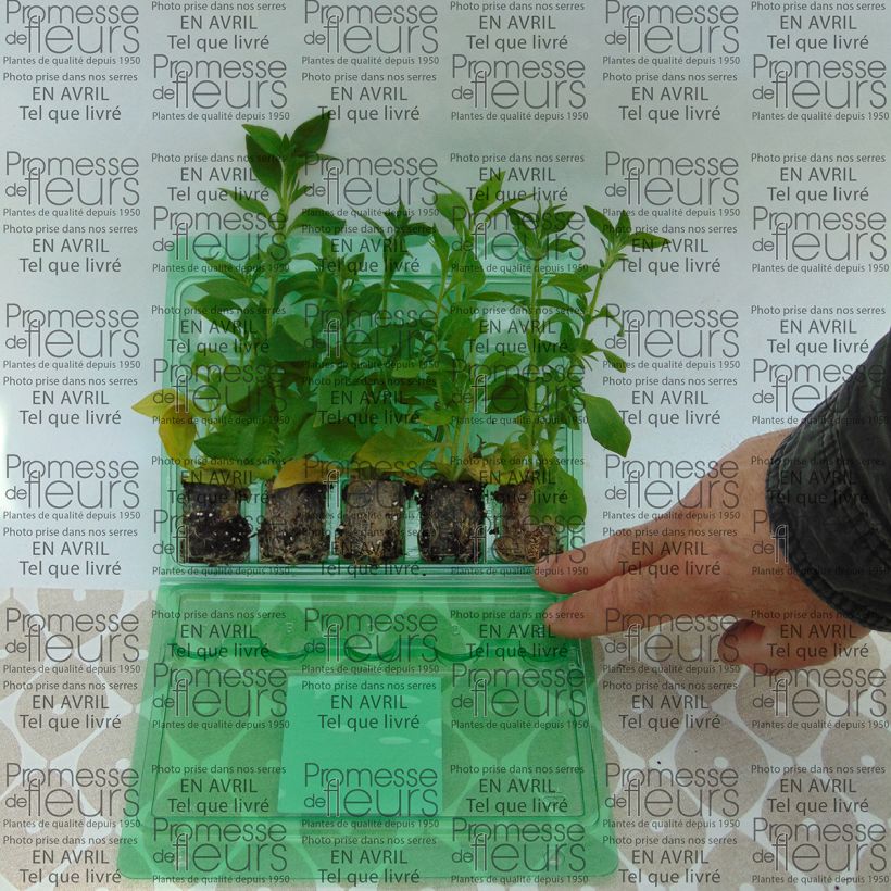 Esempio di esemplare Petunia Bluberry Star mini zolla... come consegnato