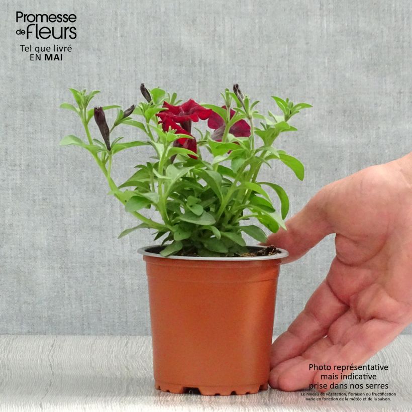 Petunia Chocolina Vaso da Ø 10 cm/11 cm esemplare consegnato in primavera