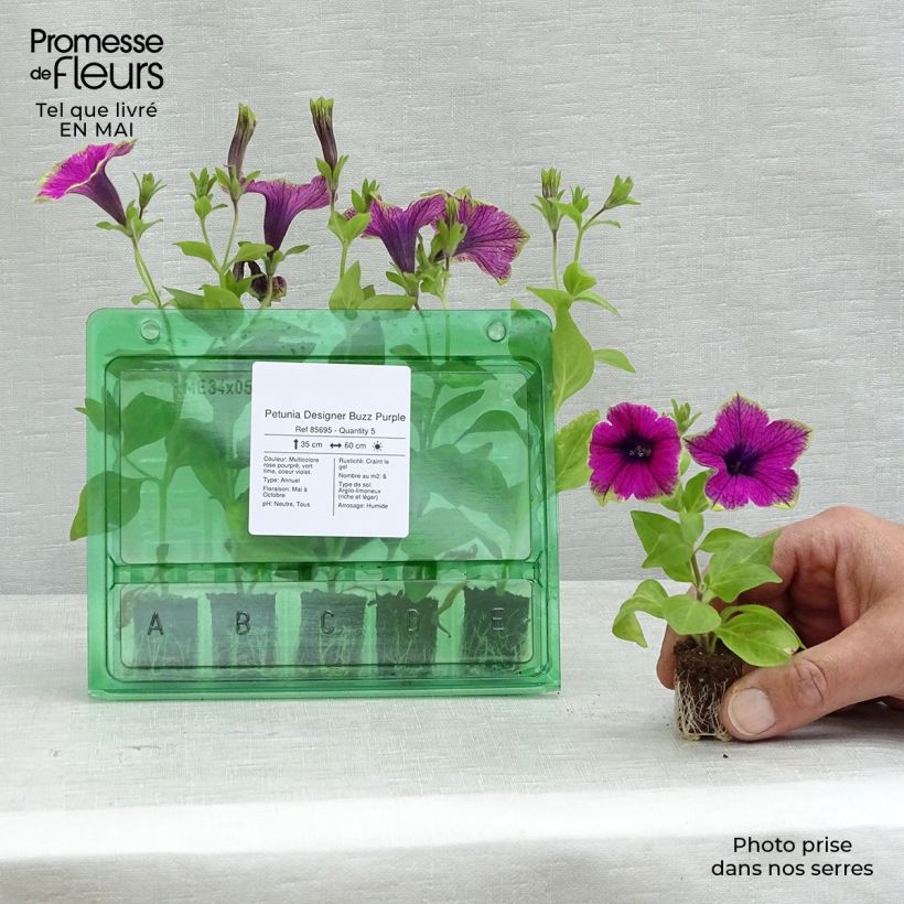 Petunia Designer Buzz Purple Mini zolla Ø 1,5/2,5 cm esemplare consegnato in primavera