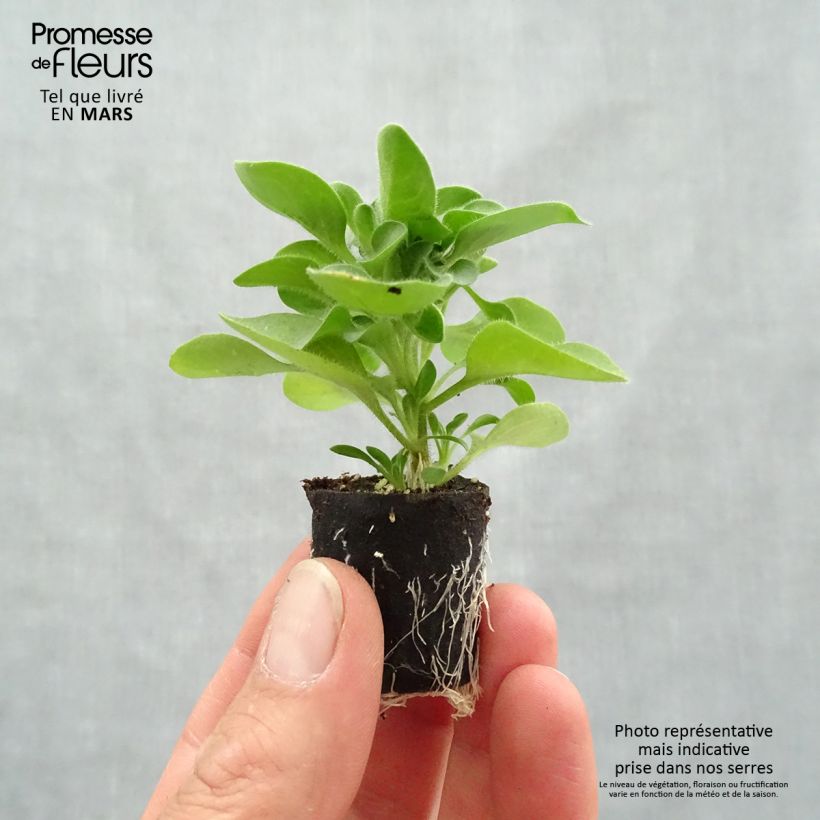 Petunia Designer Cappuccino mini zolla... esemplare consegnato in primavera