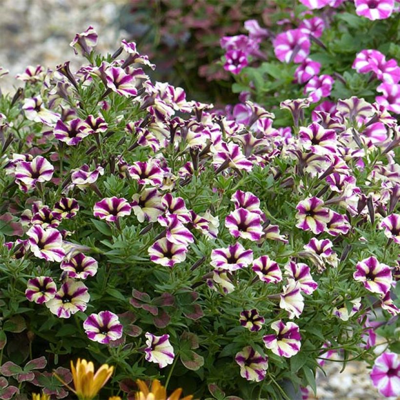 Petunia Dreamstar (Porto)