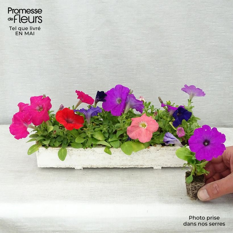 Petunia Mambo Mix Jardimotte: zolla da 3,8 cm x 3,2 cm in vassoio da 16 pezzi. esemplare consegnato in primavera